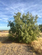 Image of Athel tamarisk