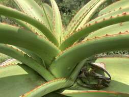 Image of Aloe alooides (Bolus) Druten