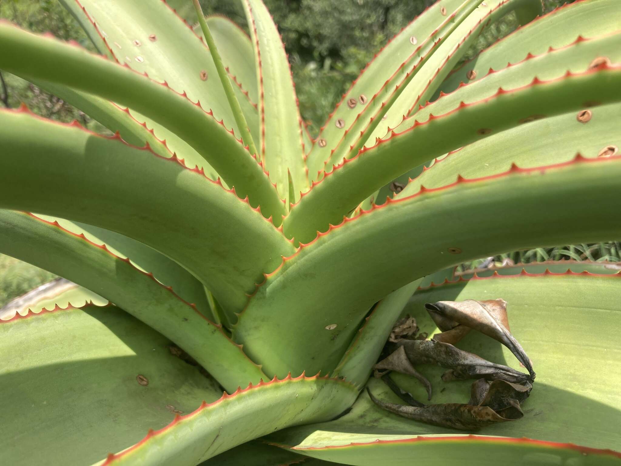 Aloe alooides (Bolus) Druten resmi