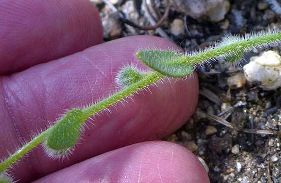 Plancia ëd Plagiobothrys collinus var. fulvescens (I. M. Johnst.) Higgins