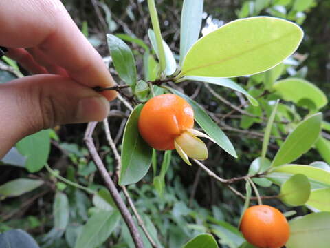 Image of Eugenia speciosa Cambess.