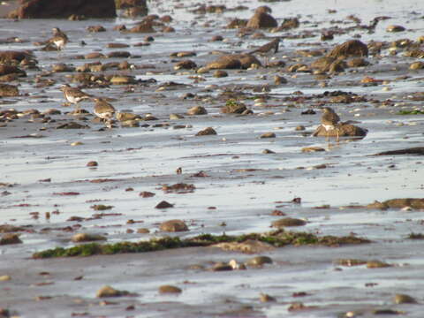 Image of Rufous-chested Dotterel