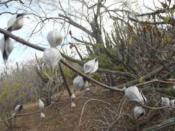 Image of Vachellia campeachiana (Mill.) Seigler & Ebinger