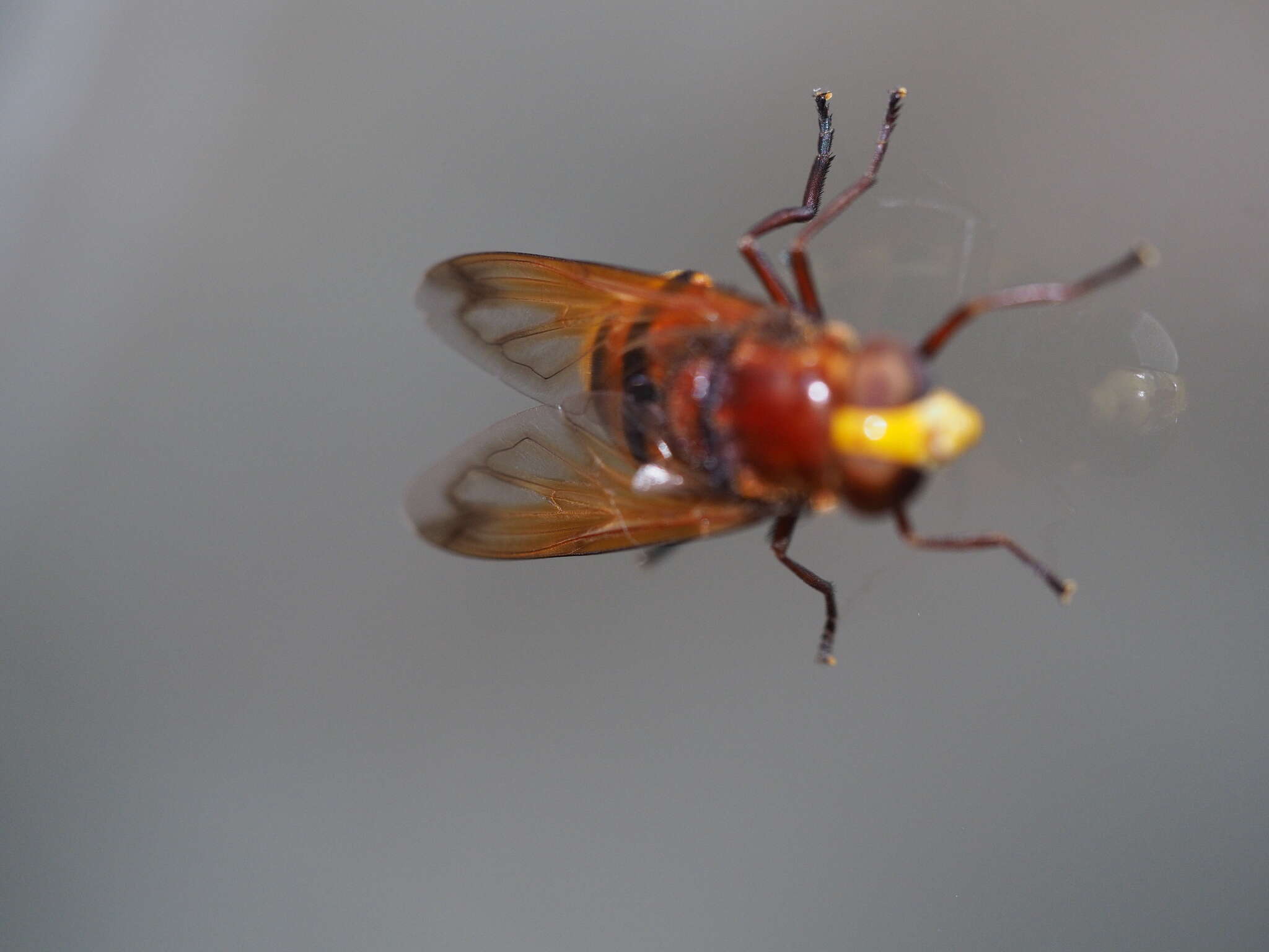 Image of hornet mimic hoverfly