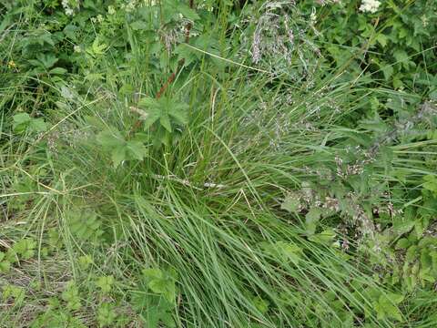 Image of Tufted Hair-grass