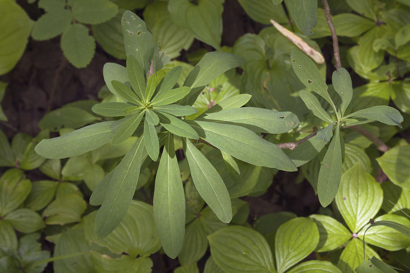 Image of Daphne jezoensis Maxim.