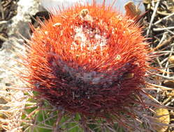 Image of Melocactus caroli-linnaei N. P. Taylor