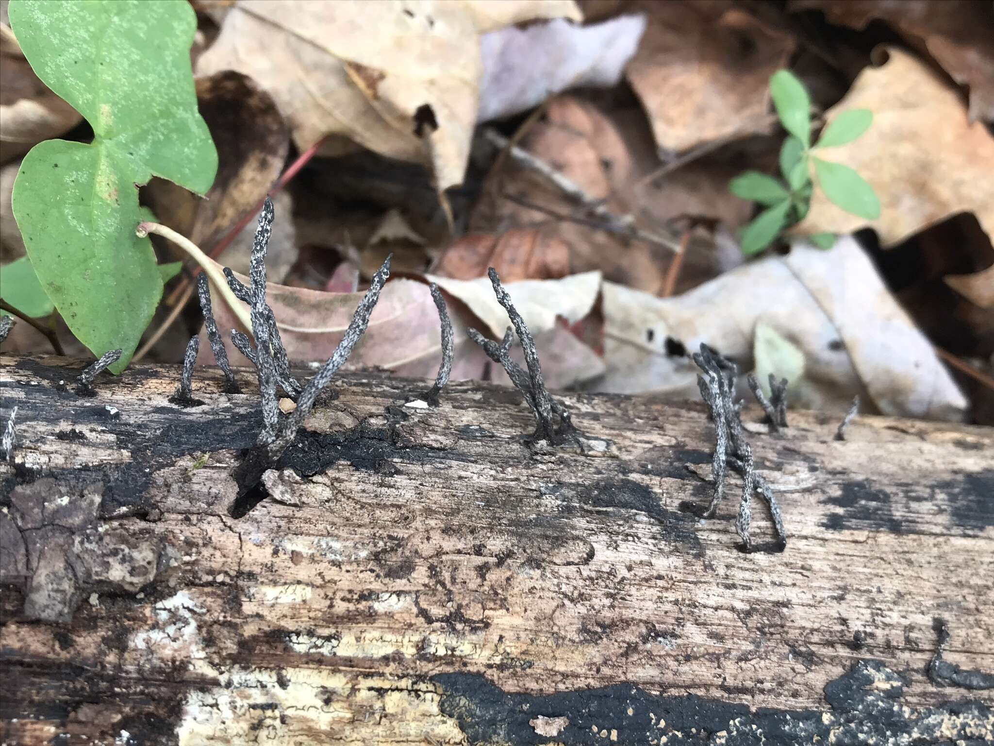 Image of Xylaria ellisii