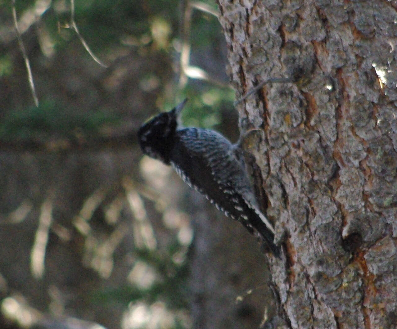 Image of American Three-toed Woodpecker