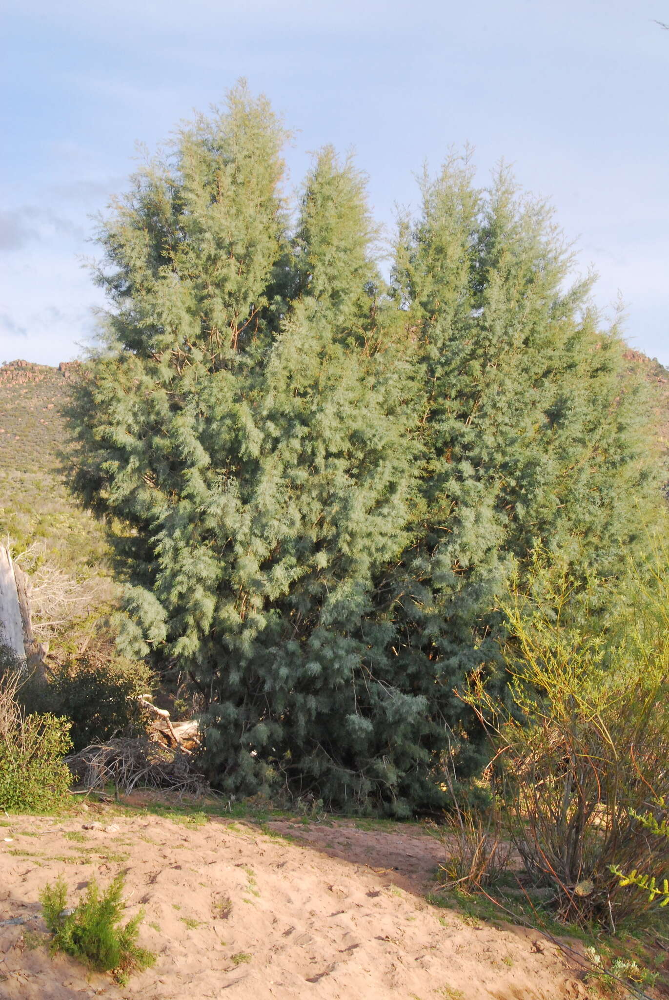 Cupressus arizonica var. stephensonii (C. B. Wolf) Little resmi