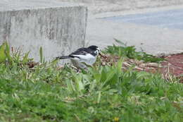 Image of Motacilla alba lugens Gloger 1829