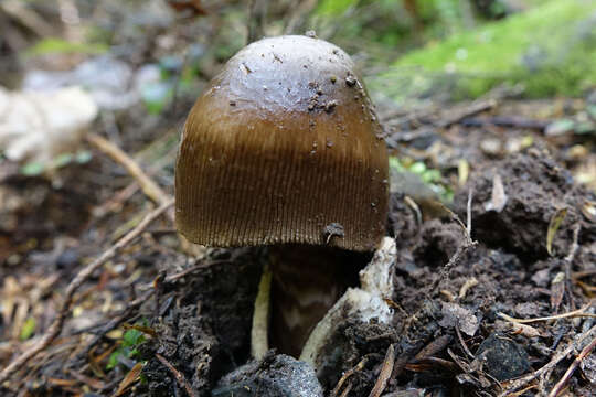 Image of Amanita pekeoides G. S. Ridl. 1991