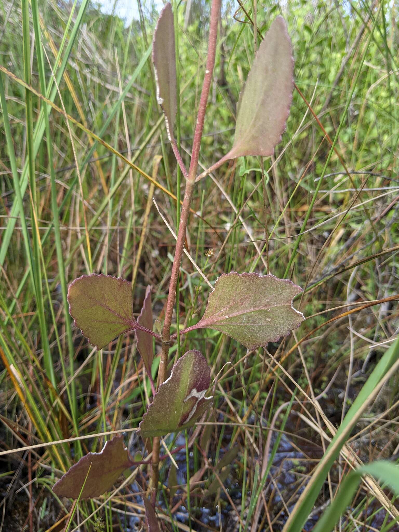 Image of semaphore thoroughwort