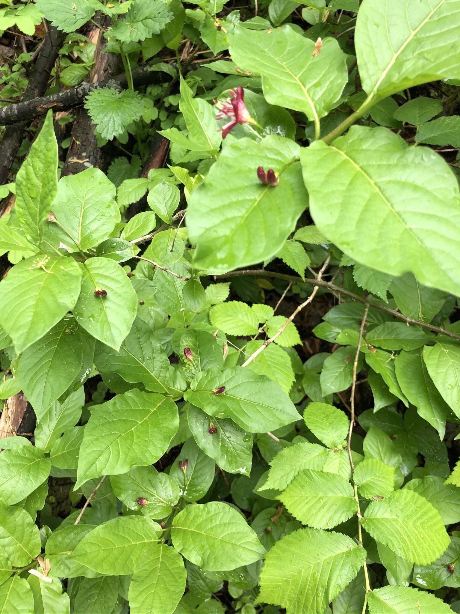 Image of alpine honeysuckle