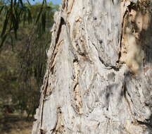 Image de Melaleuca leucadendra (L.) L.