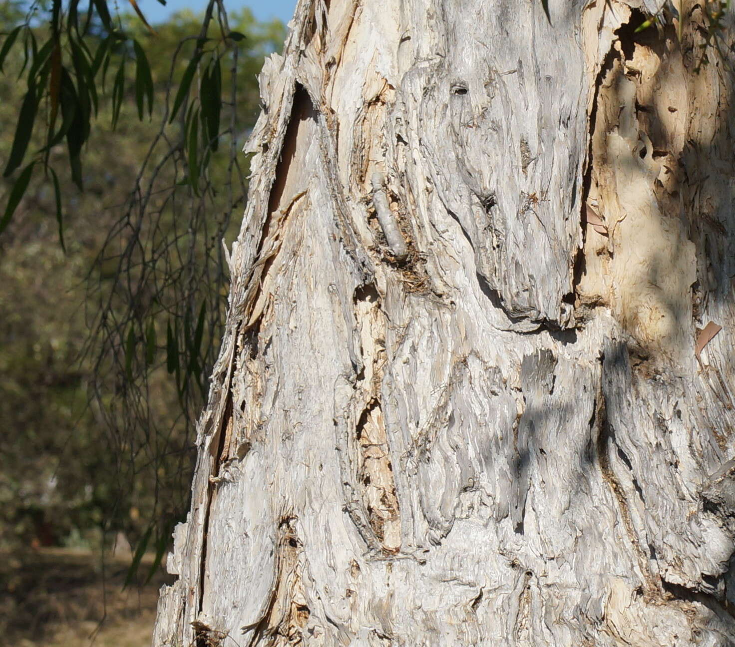 Image de Melaleuca leucadendra (L.) L.