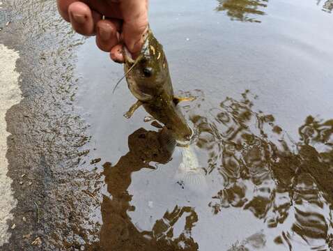 Image of Flat Bullhead