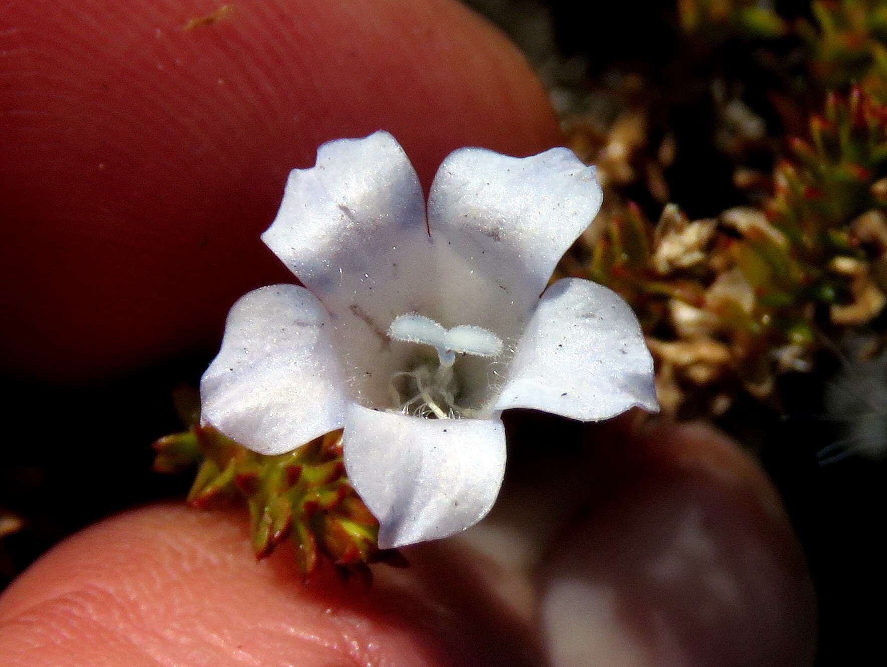 Image of Roella recurvata A. DC.