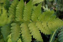 Image de Dryopteris clintoniana (D. C. Eat.) Dowell