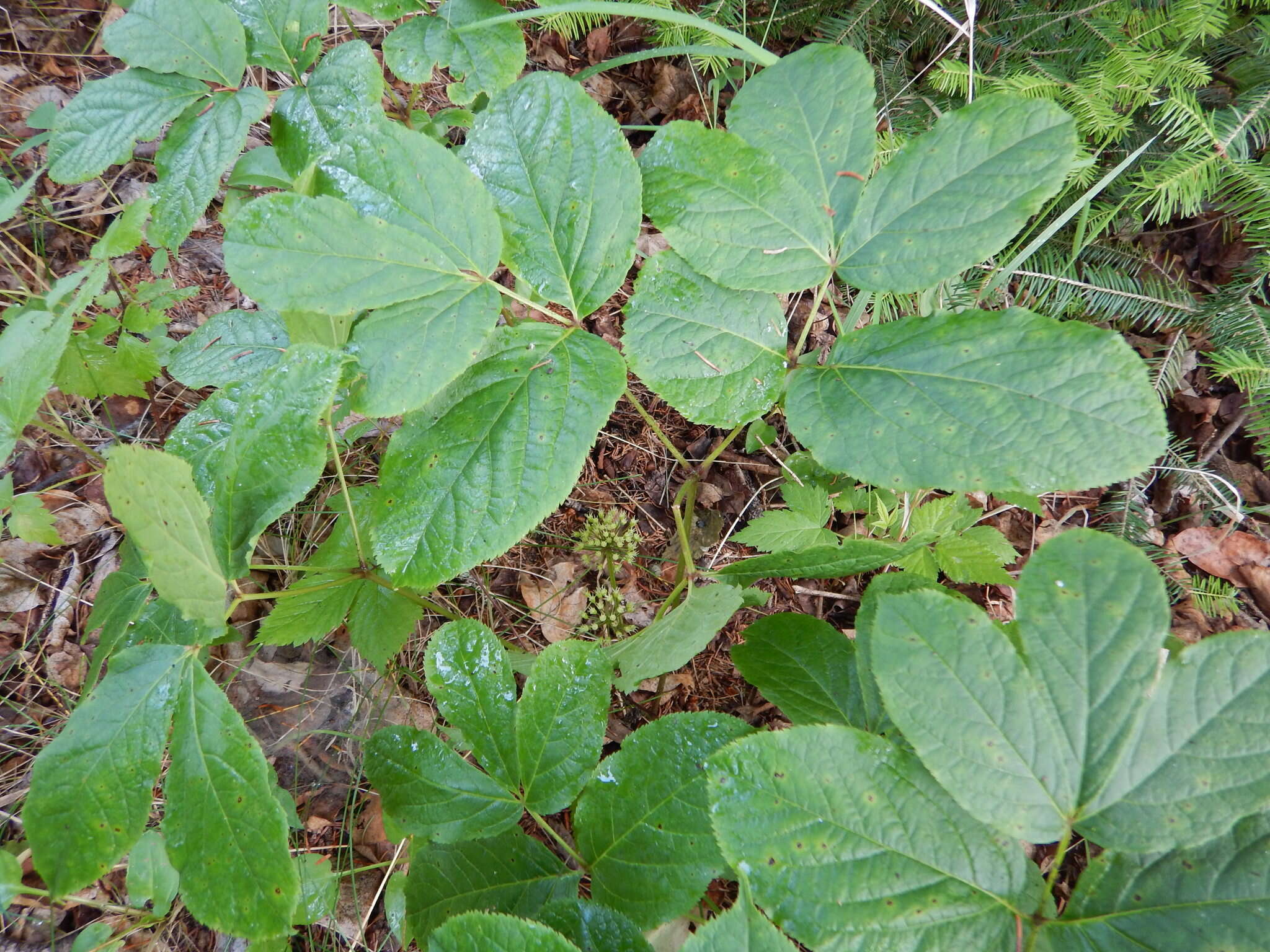 Image of wild sarsaparilla