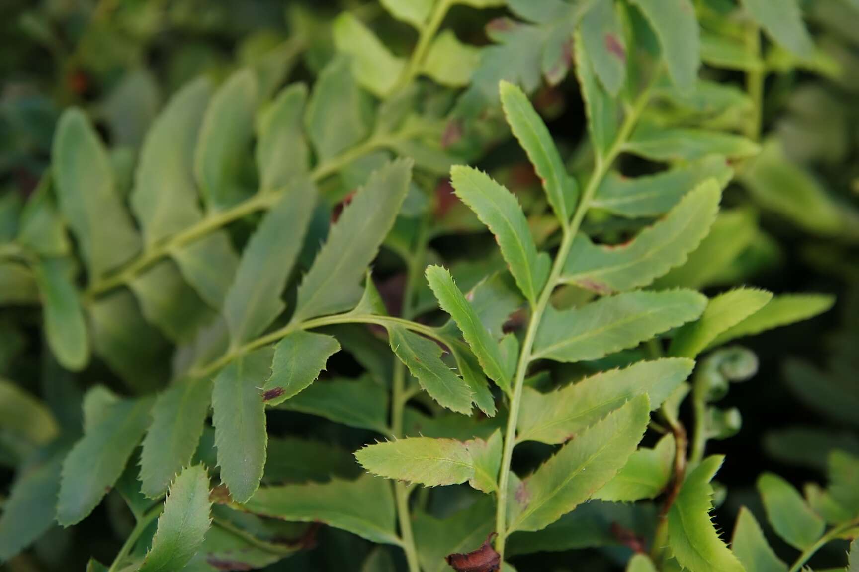 Image of Christmas fern