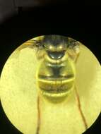 Image of Golden hoverfly