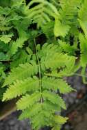 Image of Dryopteris goldieana