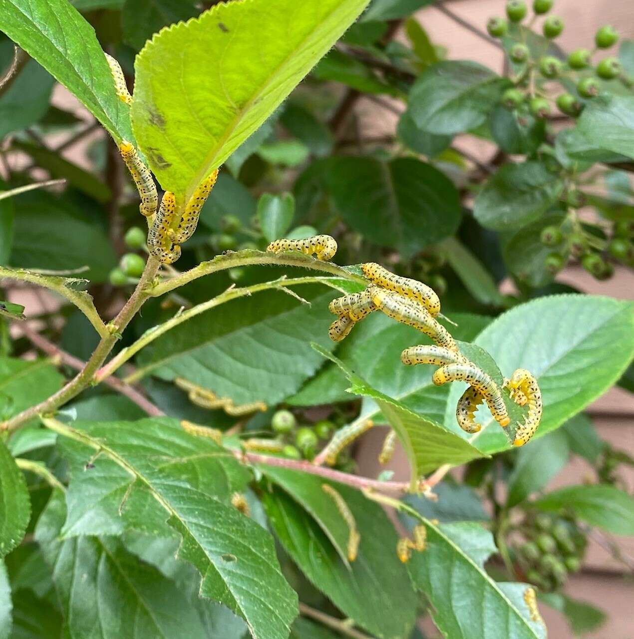 Image of Mountain-ash sawfly