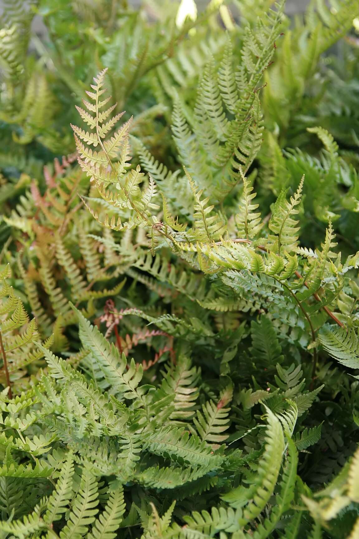 Image de Dryopteris erythrosora (D. C. Eat.) O. Kuntze