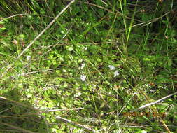 Image of Mazus novaezeelandiae W. R. Barker