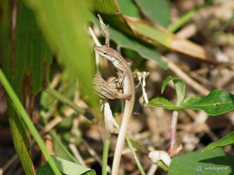 Image of Asian Grass Lizard