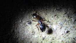 Image of Camponotus thoracicus (Fabricius 1804)