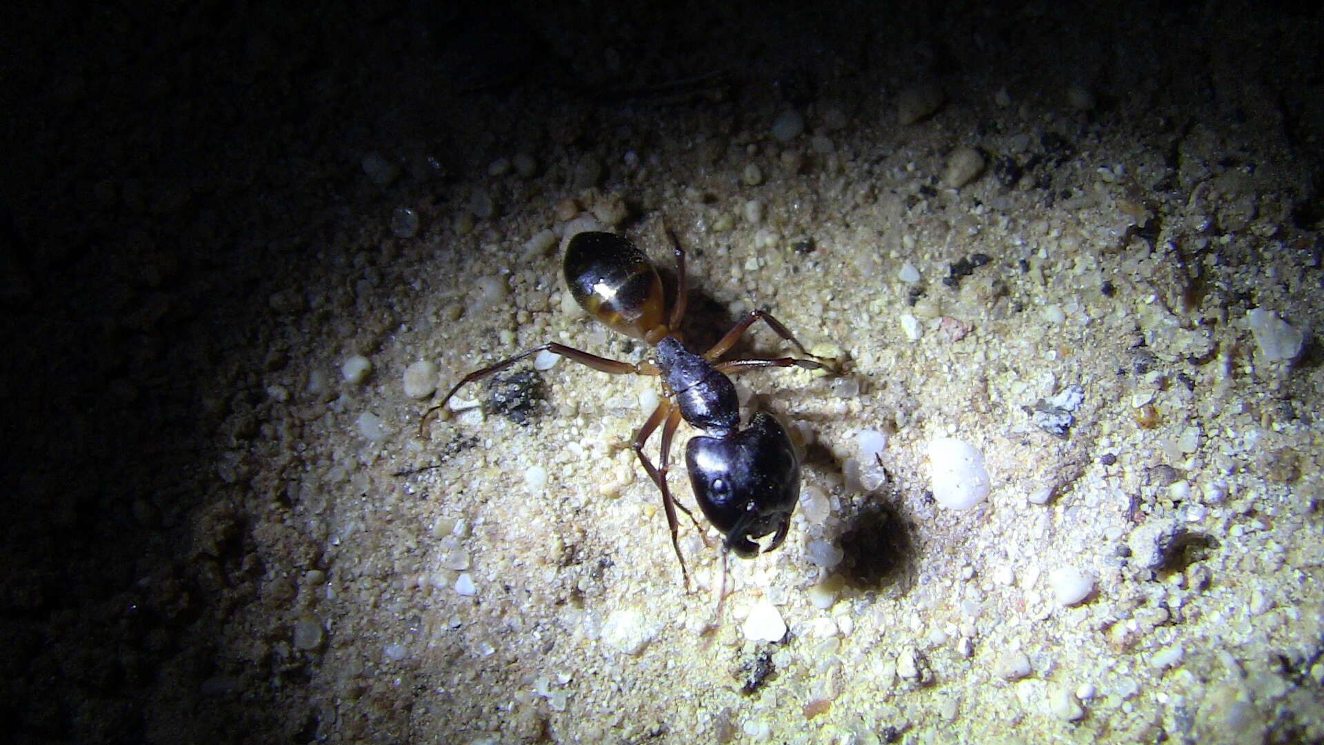 Image of Camponotus thoracicus (Fabricius 1804)