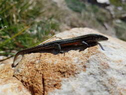 Image of Green-striped mountain lizard