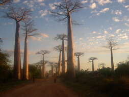 Image of Grandidier’s baobab