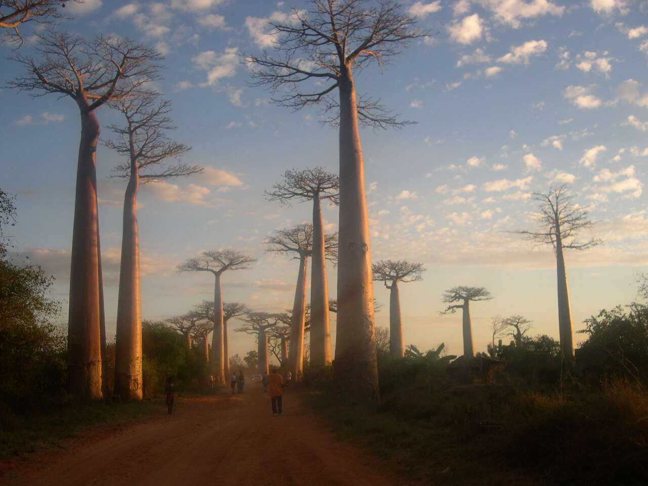 Image of Grandidier’s baobab