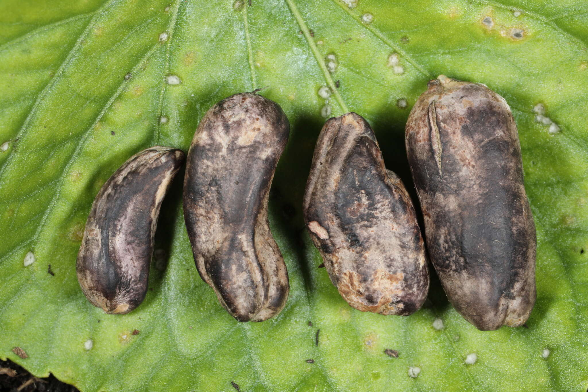 Image of Claviceps zizaniae (Fyles) Pantidou ex Redhead, M. E. Corlett & M. N. L. Lefebvre 2009