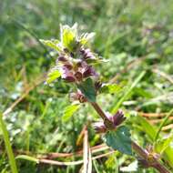 Stachys eriantha Benth.的圖片