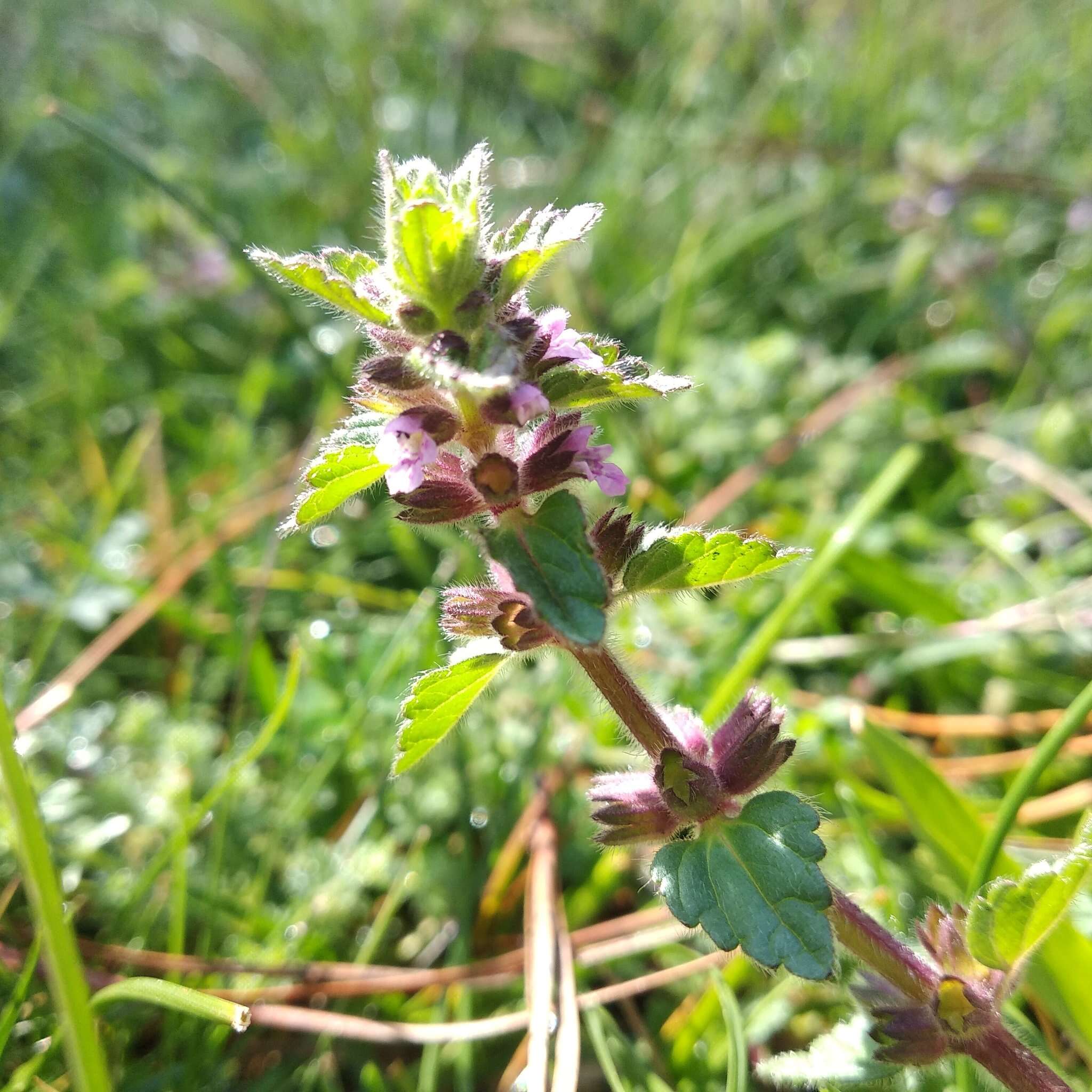 Stachys eriantha Benth.的圖片