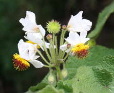 Sivun Sparrmannia africana L. fil. kuva