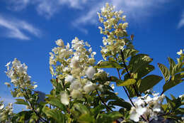 Image of panicled hydrangea