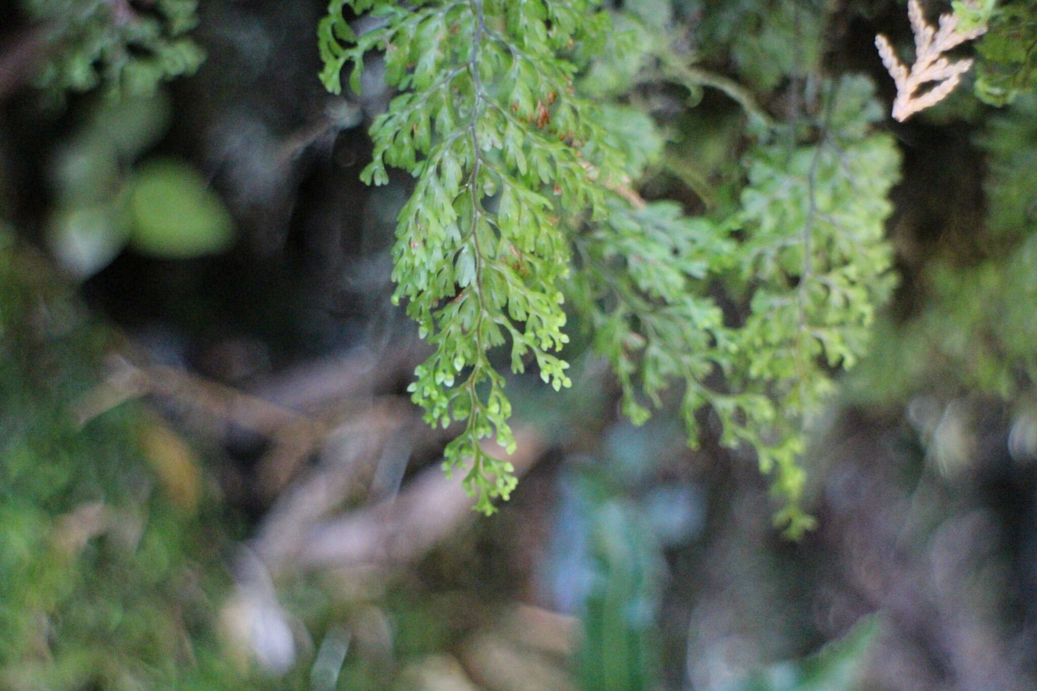 Image of Hymenophyllum paniculiflorum Presl