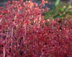 Image of Crassula strigosa L.