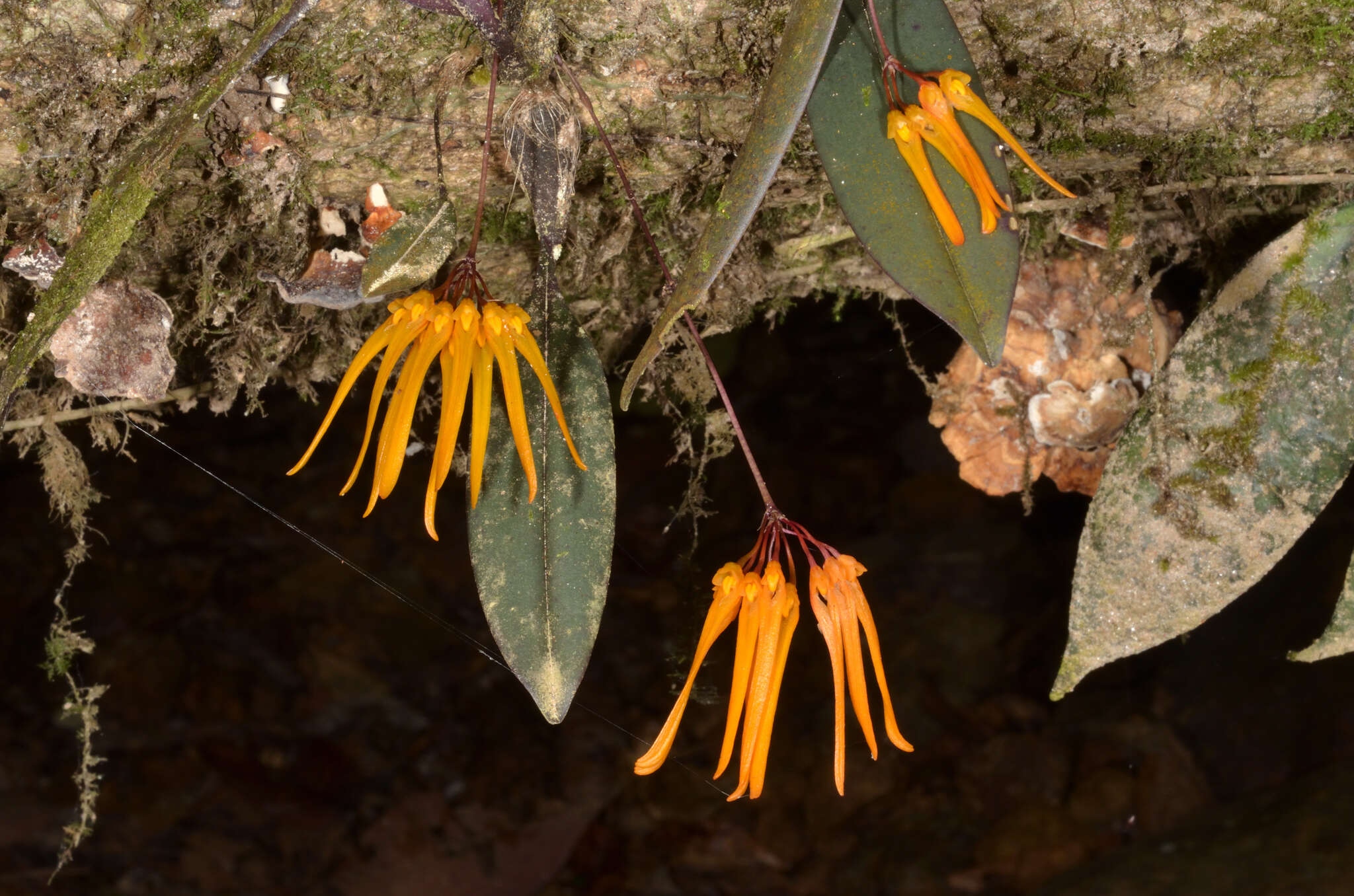 Image of Bulbophyllum thaiorum J. J. Sm.