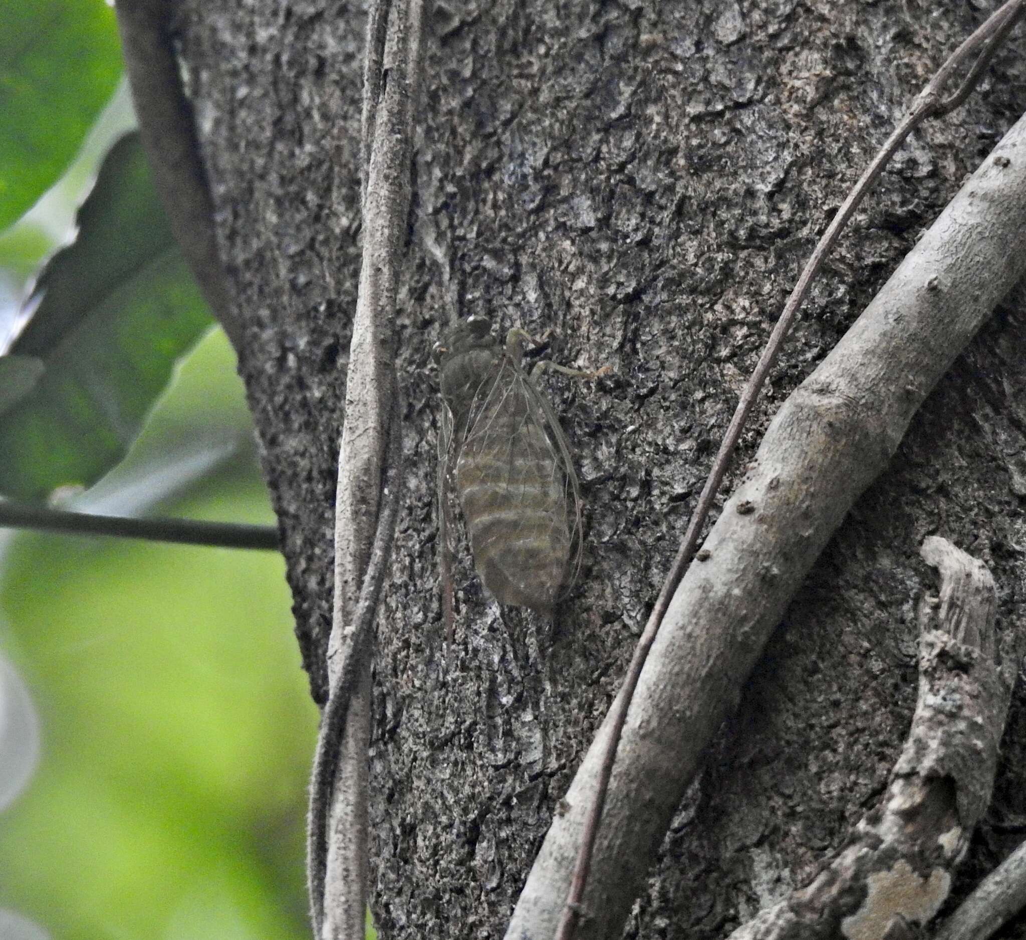 Image of Chlorocysta suffusa (Distant 1907)