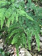 Image of Adiantum formosum R. Br.