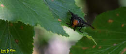 Image of Prosthiochaeta bifasciata Hara 1987