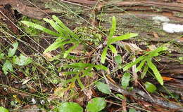 Imagem de Polypodium ensiforme Thunb.