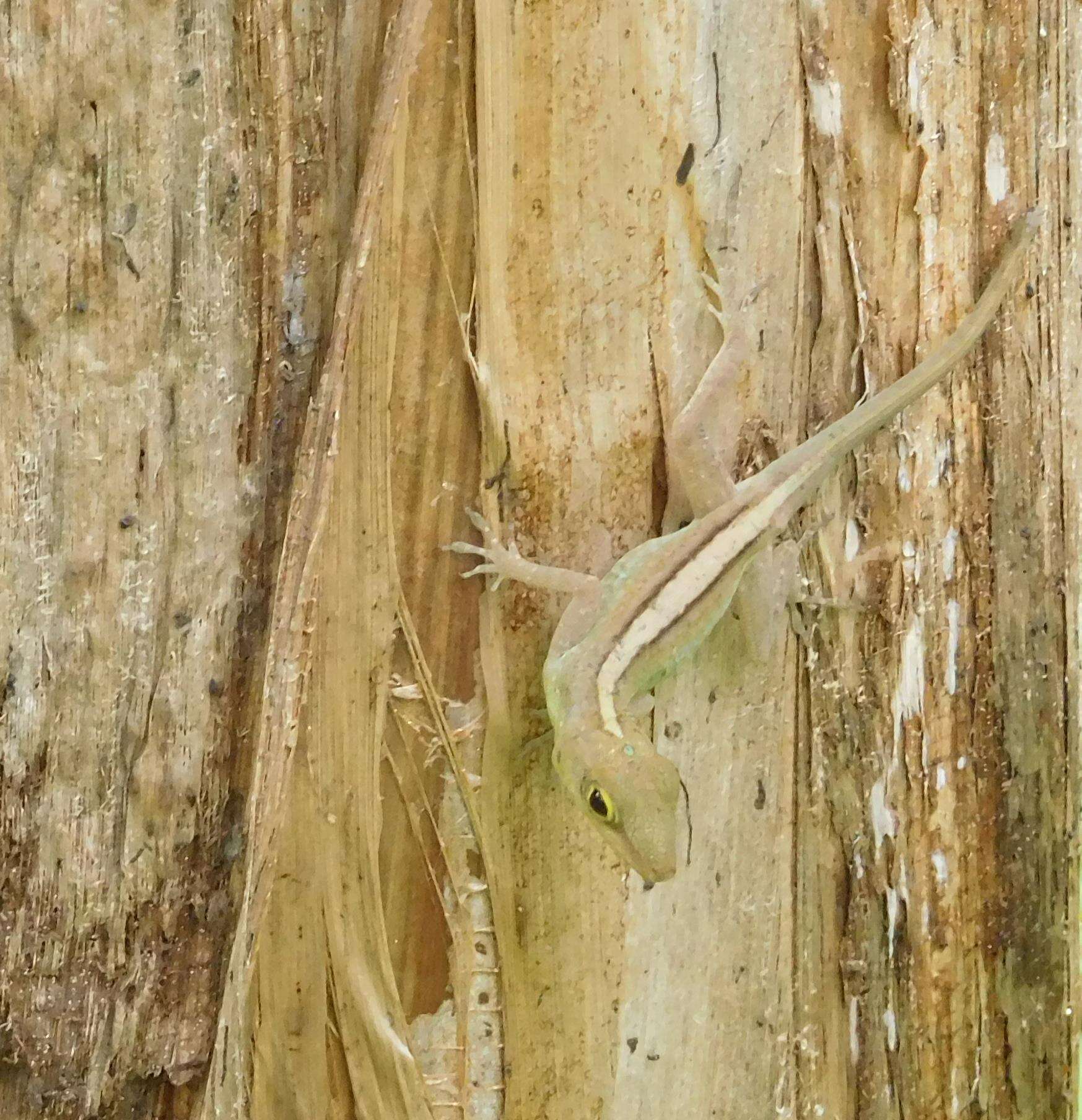 Image of Leopard Anole