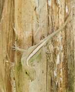 Image of Leopard Anole